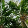 Ptychosperma salomonense - Semillas