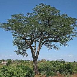 Caoba de vaina - Semillas