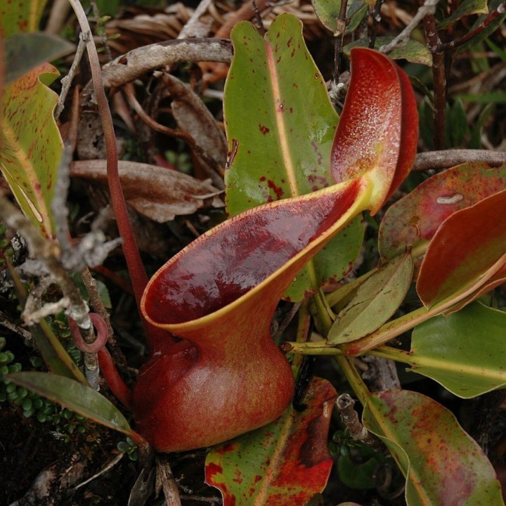 Nepenthes lowii - Semillas