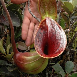 Nepenthes lowii - Semillas