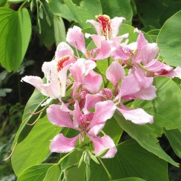 Bauhinia rosa - Semillas