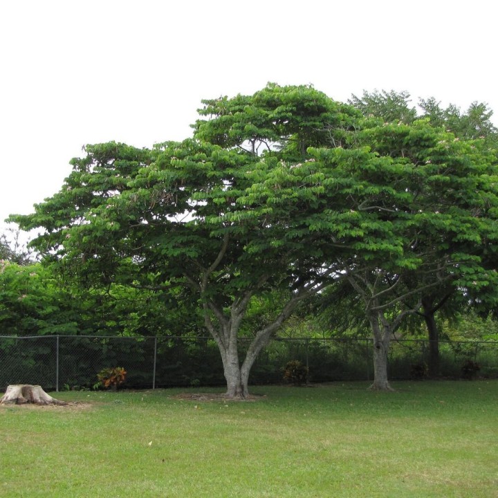 Bauhinia rosa - Semillas