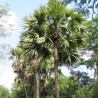 Palmera de Palmira - Semillas