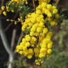 Acacia de Mudgee - Semillas