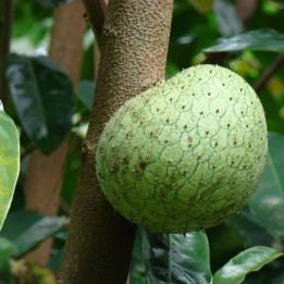 Guanabana de montana - Semillas