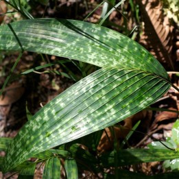 Palmera enana moteada - Semillas