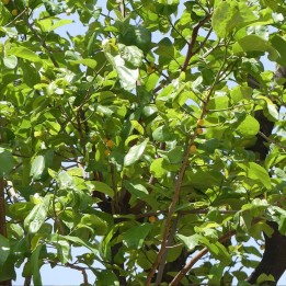Fruta de mono - Semillas