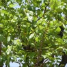 Fruta de mono - Semillas