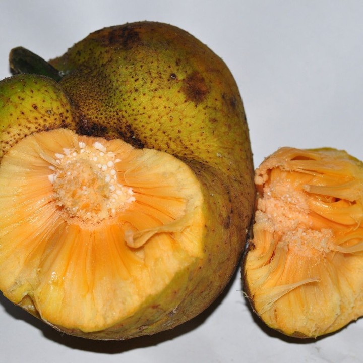 Fruta de mono - Semillas