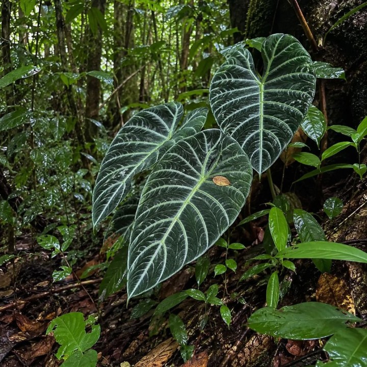Alocasia de Meratus - Semillas