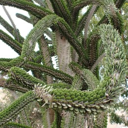 Ocotillo de Madagascar - Semillas