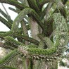 Ocotillo de Madagascar - Semillas