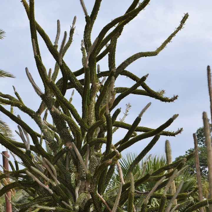 Ocotillo de Madagascar - Semillas