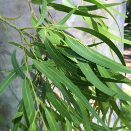 Eucalipto limon - Semillas