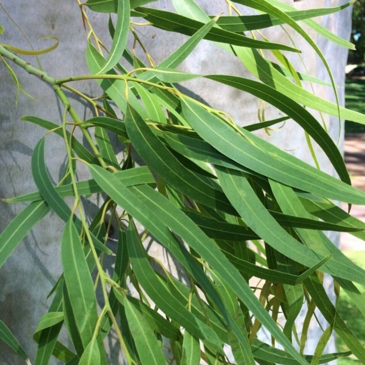 Eucalipto limon - Semillas
