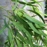 Eucalipto limon - Semillas