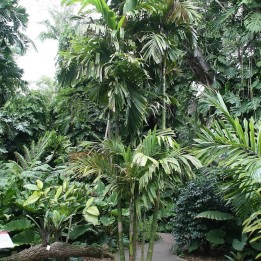 Palmera Ptychosperma de Lauterbach - Semillas