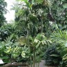 Palmera Ptychosperma de Lauterbach - Semillas