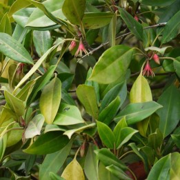 Mangle naranja de hoja grande - Semillas