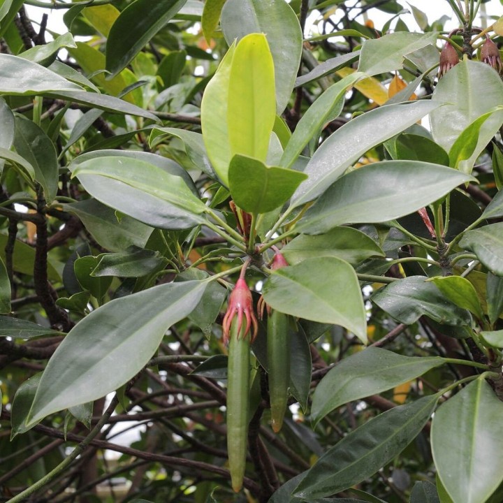 Mangle naranja de hoja grande - Semillas