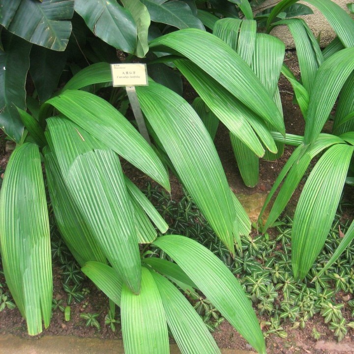 Lamba - Semillas