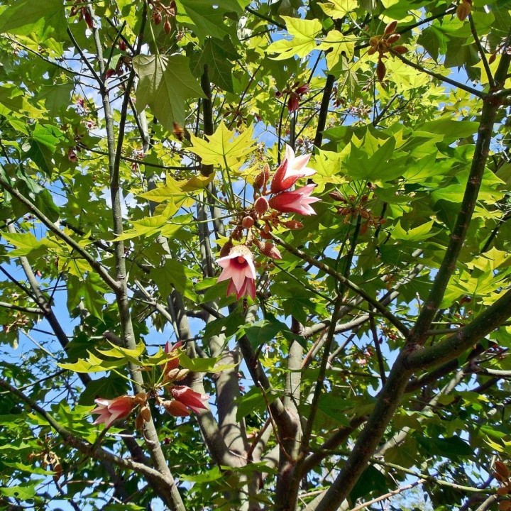 Árbol de corteza de encaje - Semillas