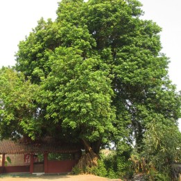 Árbol kusum - Semillas