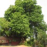 Árbol kusum - Semillas