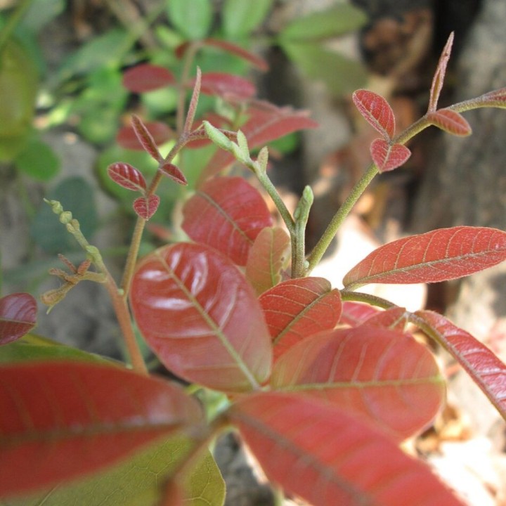 Árbol kusum - Semillas