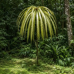 Árbol kun-job - Semillas