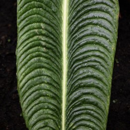 Anturio veitchii - Semillas