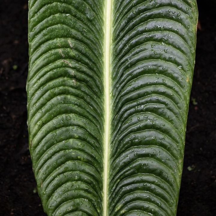 Anturio veitchii - Semillas