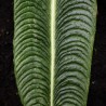 Anturio veitchii - Semillas