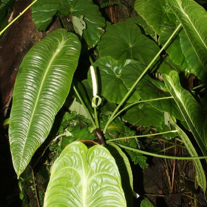 Anturio veitchii - Semillas