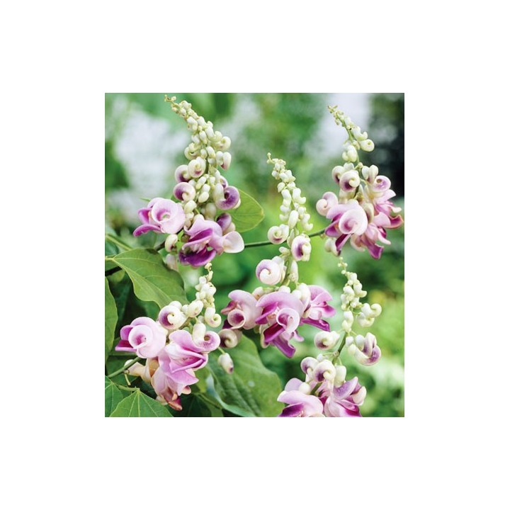 Plantas de Vigna caracalla (Cochliasanthus caracalla)