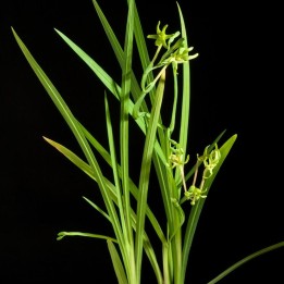 Fresia verde - Semillas