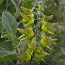Flor de pájaro verde - Semillas