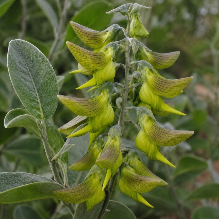 Flor de pájaro verde - Semillas