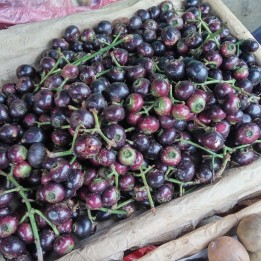 Árbol frutal gowok - Semillas