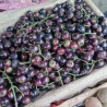 Árbol frutal gowok - Semillas
