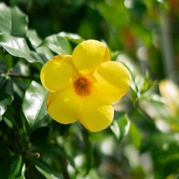 Trompeta dorada - Semillas