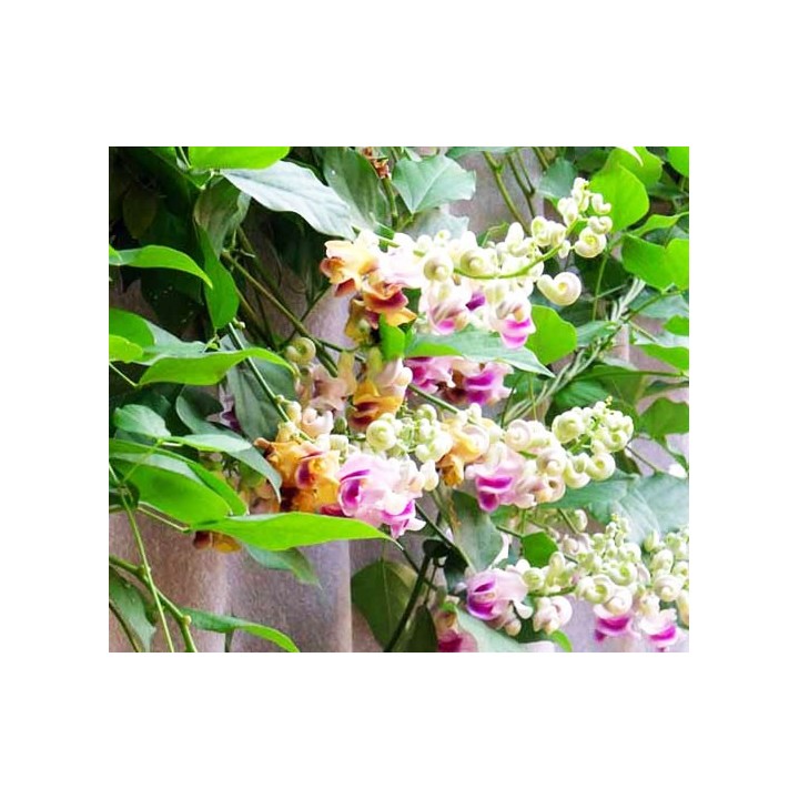 Plantas de Vigna caracalla (Cochliasanthus caracalla)