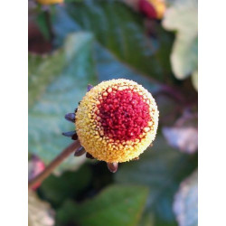 Flor eléctrica (Flor Roja) - Sobre 25 semillas