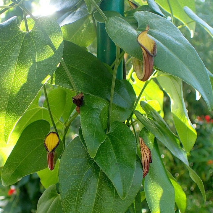 Candiles perennes - Semillas