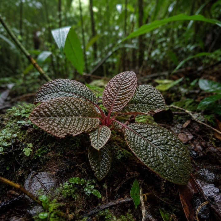 Planta dinosaurio - Semillas