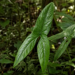 Cyrtosperma macrotum - Semillas