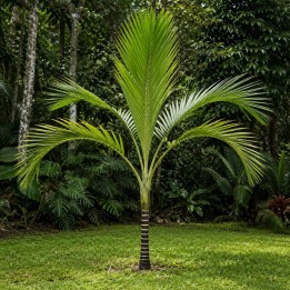 Cyphosperma balansae - Semillas