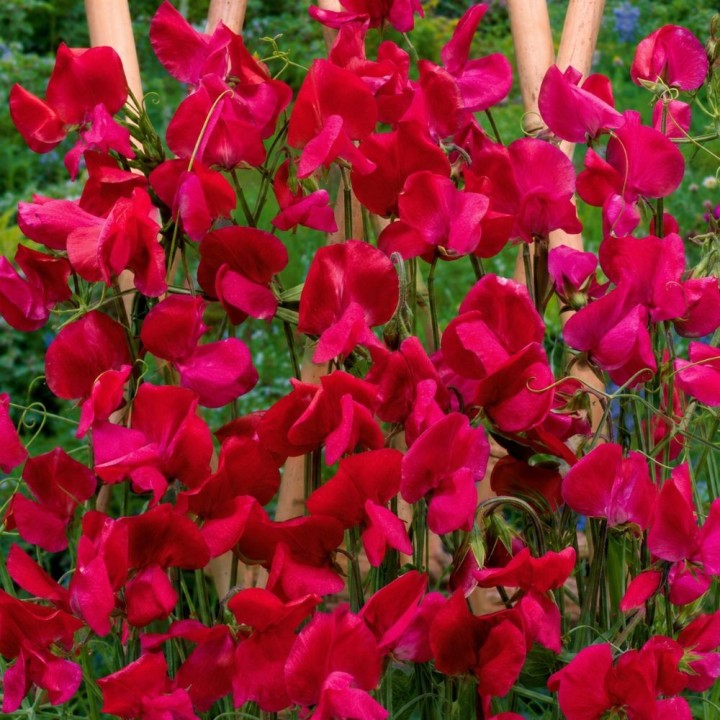 Guisante de olor perenne, Welcome - Semillas