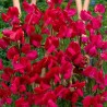 Guisante de olor perenne, Welcome - Semillas