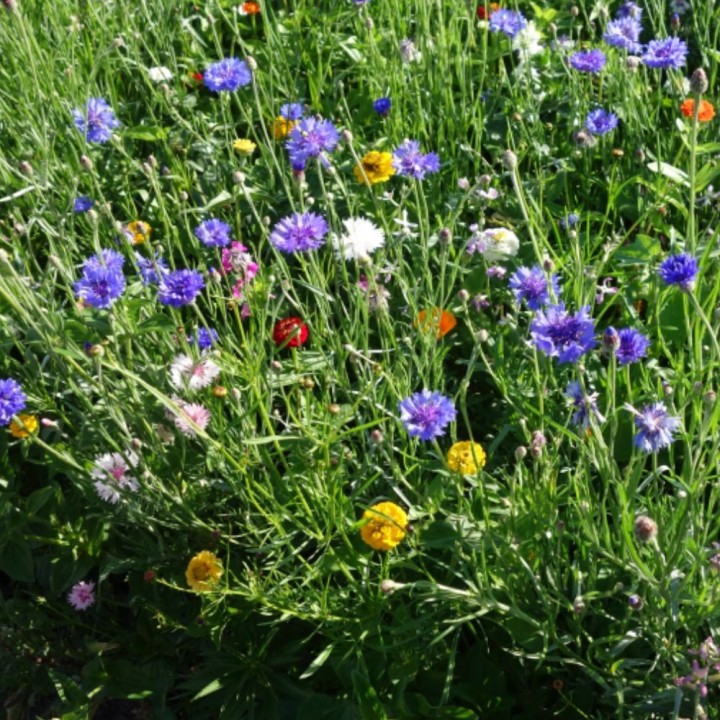 Mezcla de flores para mariposas - Semillas